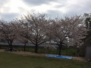 桜　③.JPG